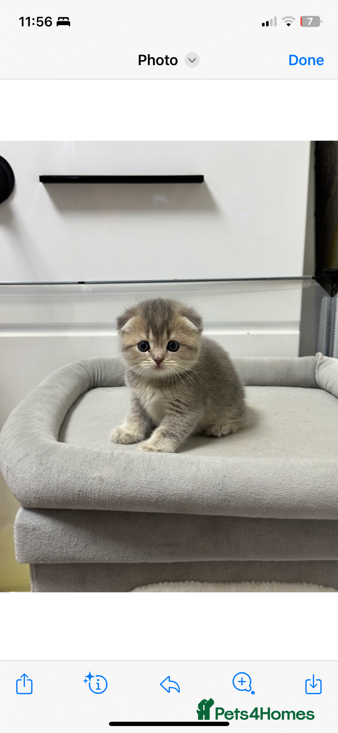 Scottish Fold cats for sale: Lovely kitten Highland delivery only Scotland Xx - Image 6