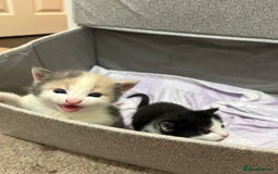 Mixed Breed cats for sale: Litter Of 3 Gorgeous Kittens For Sale please read  - Image 6