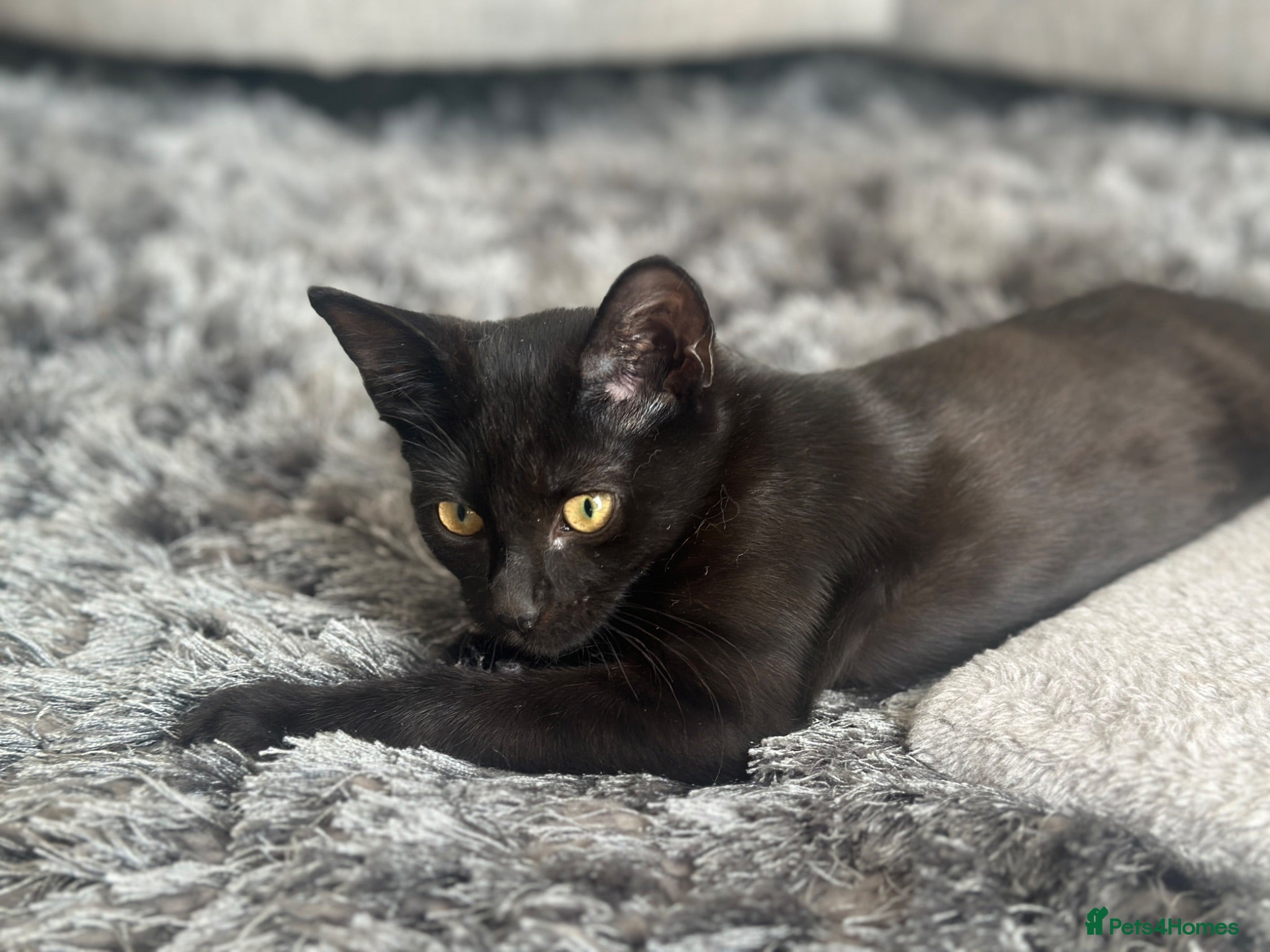British Shorthair cats Little Nyx - Advert 4