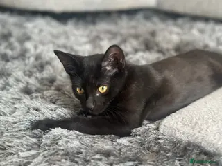 British Shorthair cats Little Nyx - Advert 4