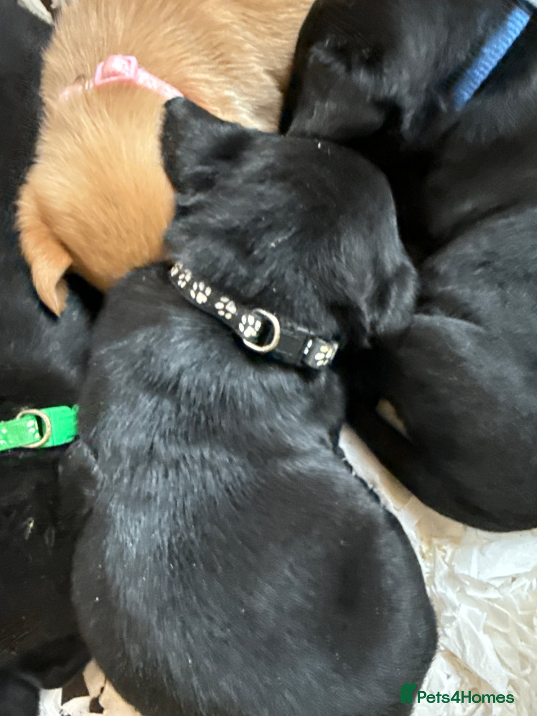 Labrador Retriever dogs for sale: LABRADOR PUPPIES FULL PEDIGREE K. C REG. - Advert 21