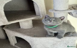 British Shorthair cats for sale: Mix British shorthair kittens for sale  - Image 19