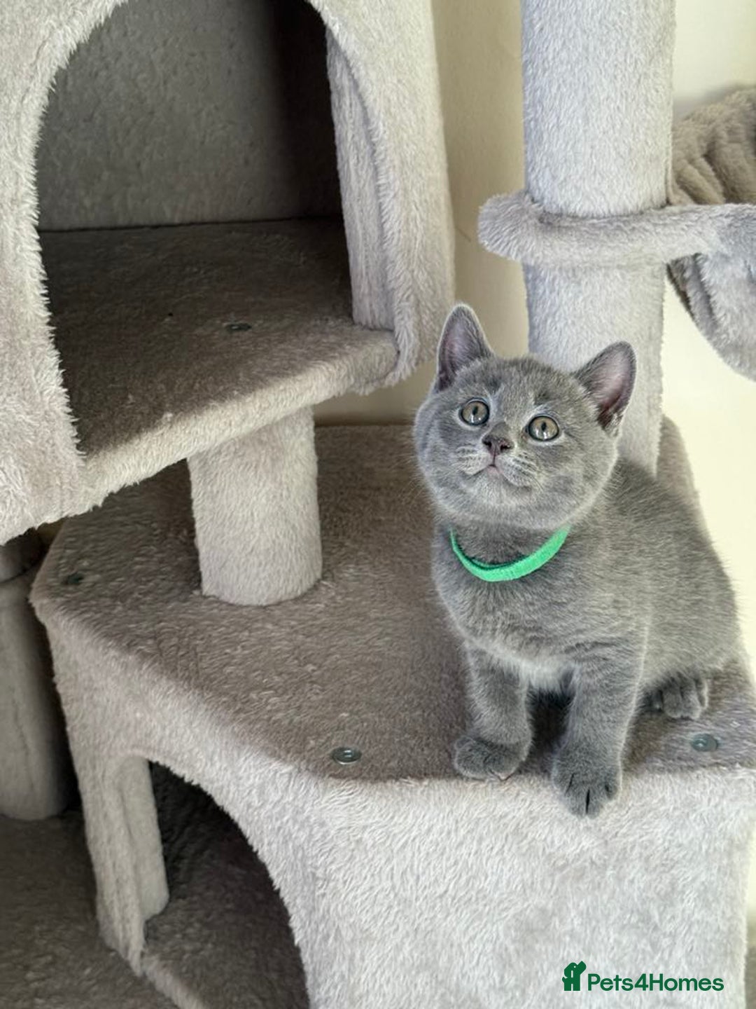British Shorthair cats for sale: Mix British shorthair kittens for sale  - Image 19