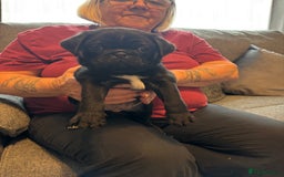 Pug dogs for sale: Pugs for sale - Image 5