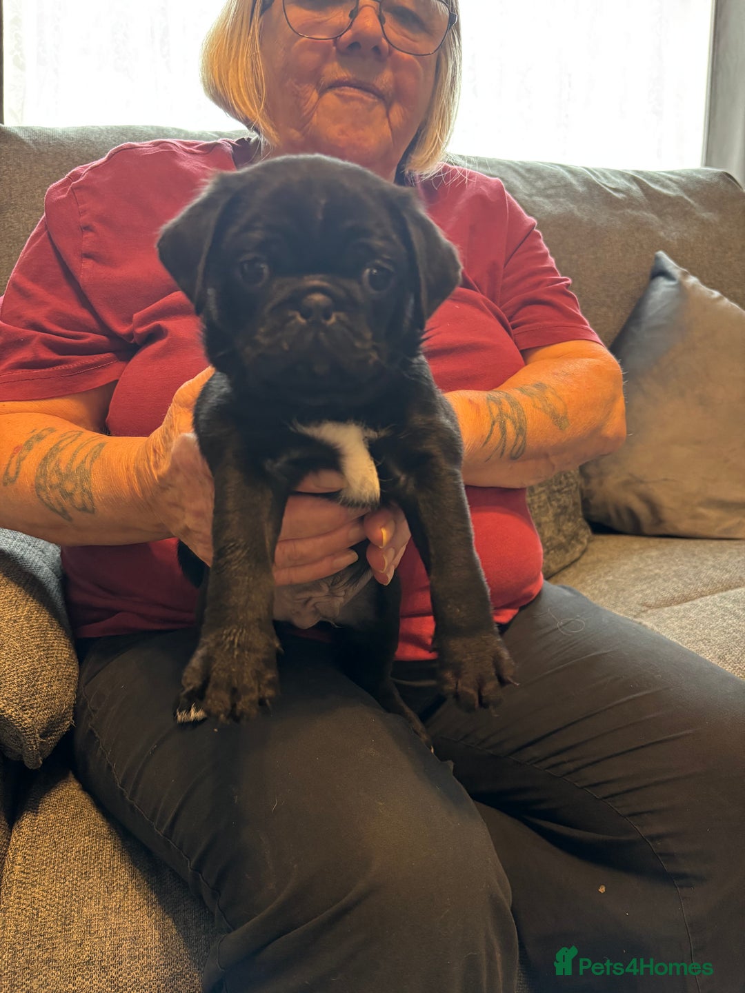 Pug dogs for sale: Pugs for sale - Image 5