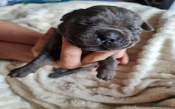 Cane Corso dogs for sale: Cane corso puppies  - Image 3