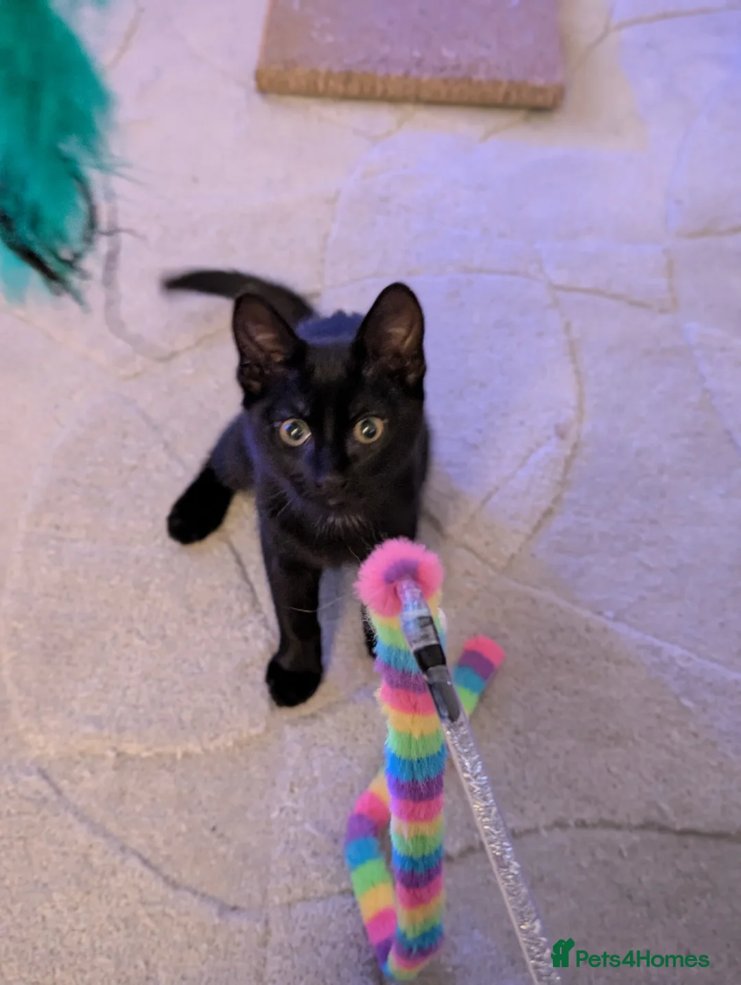 Mixed Breed cats for sale: Beautiful black little girl  - Advert 1