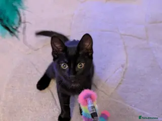 Mixed Breed cats Beautiful black little girl - Advert 5