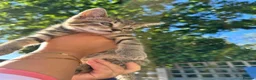 Domestic Shorthair cats for sale: 🐾 Adorable Kittens – 1Black Male & 3Tabby Females in Waltham Abbey - Advert 8