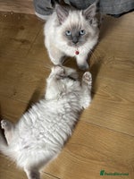 Ragdoll cats - Advert 9