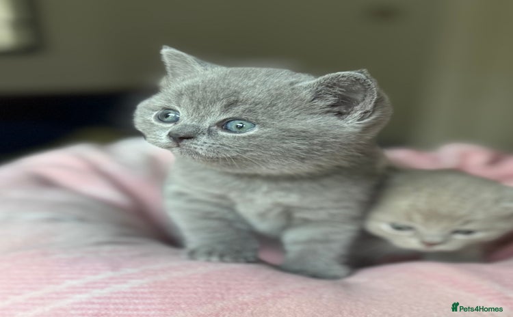 British Shorthair cats - Advert 10