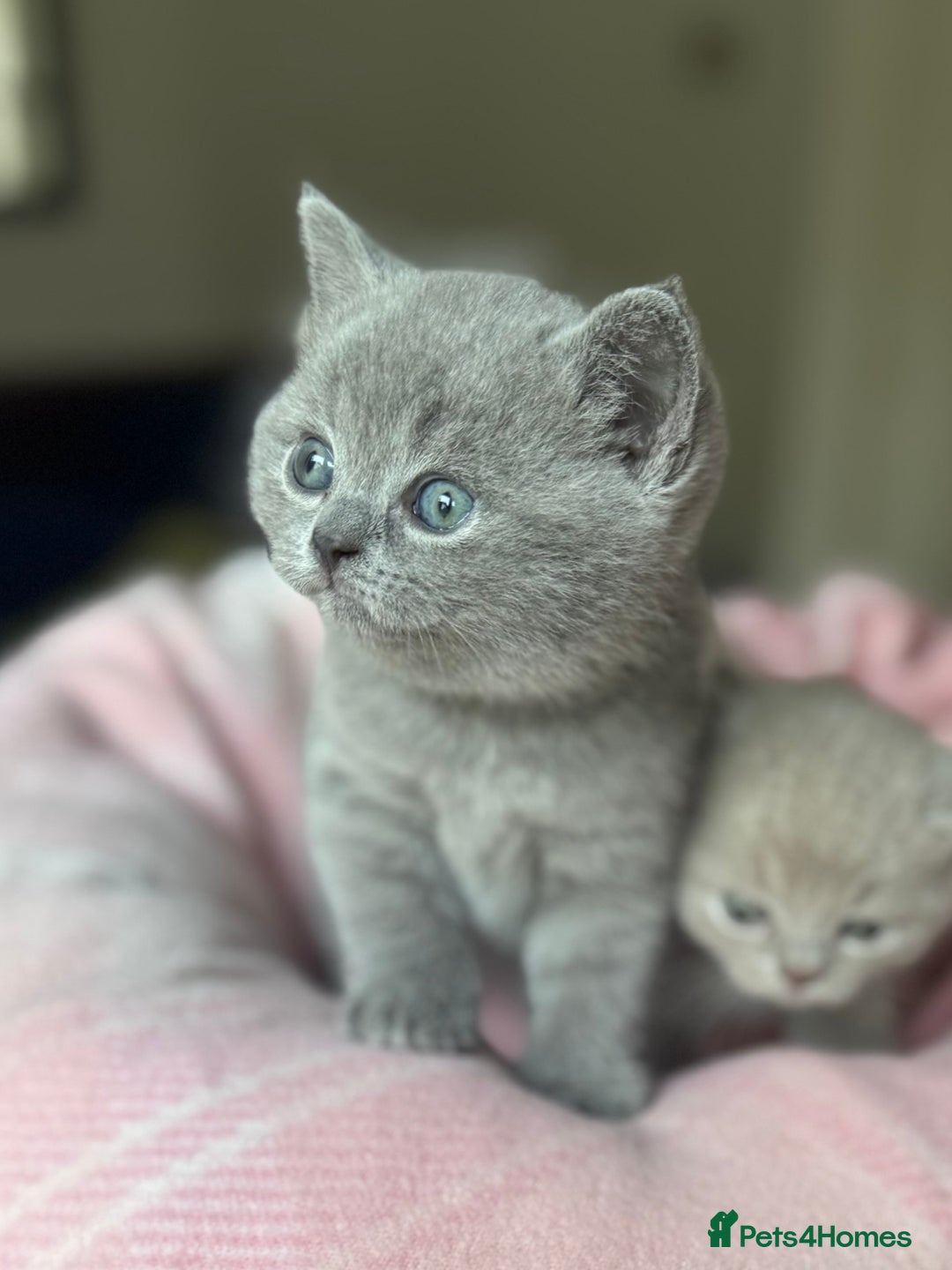 British Shorthair cats for sale: 🧶🇬🇧BSH blue &lilac boys 💎GCCF,ready November  - Image 1