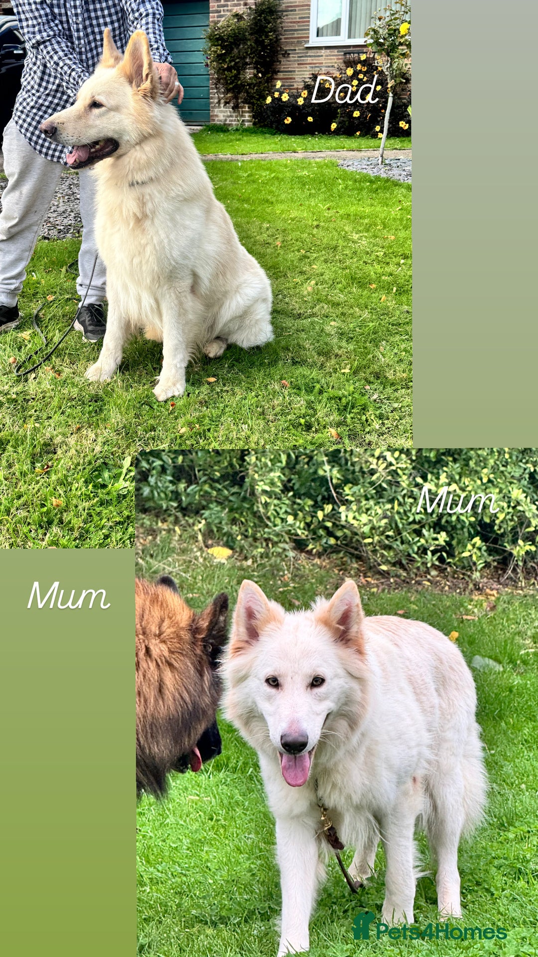 German Shepherd dogs for sale: KC REG STRAIGHT BACKED GSD PUPS COMING SOON!!! - Advert 2