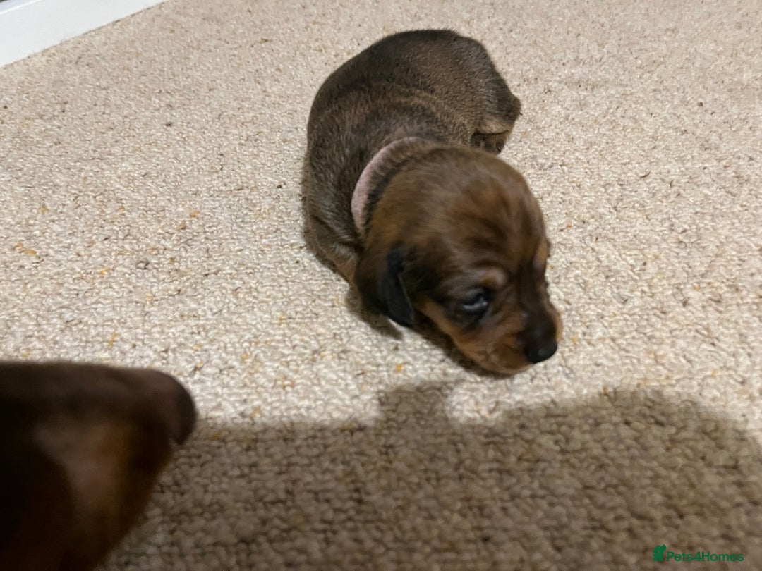 Miniature Dachshund dogs for sale: 4 beautiful miniature dachshunds  - Advert 5
