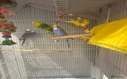 Budgerigars birds for sale: Budgies with cage - Image 1