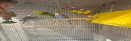 Budgerigars birds for sale: 4 Budgies with cage - Advert 1