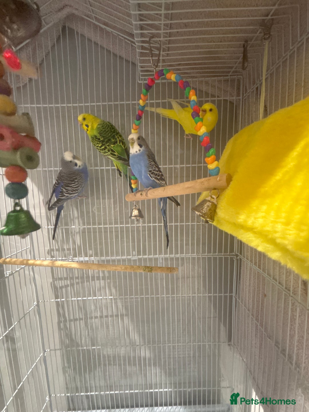 Budgerigars birds for sale: Budgies with cage - Image 1