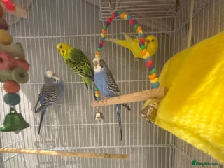 Budgerigars birds - Advert 17