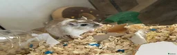 Gerbil rodents for sale: 11 month old gerbils looking for a new home in Egham - Advert 8