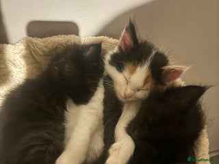 Mixed Breed cats - Advert 8