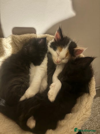 Mixed Breed cats - Advert 10