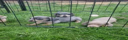Dachshund dogs for sale: Soo cute  - Advert 21