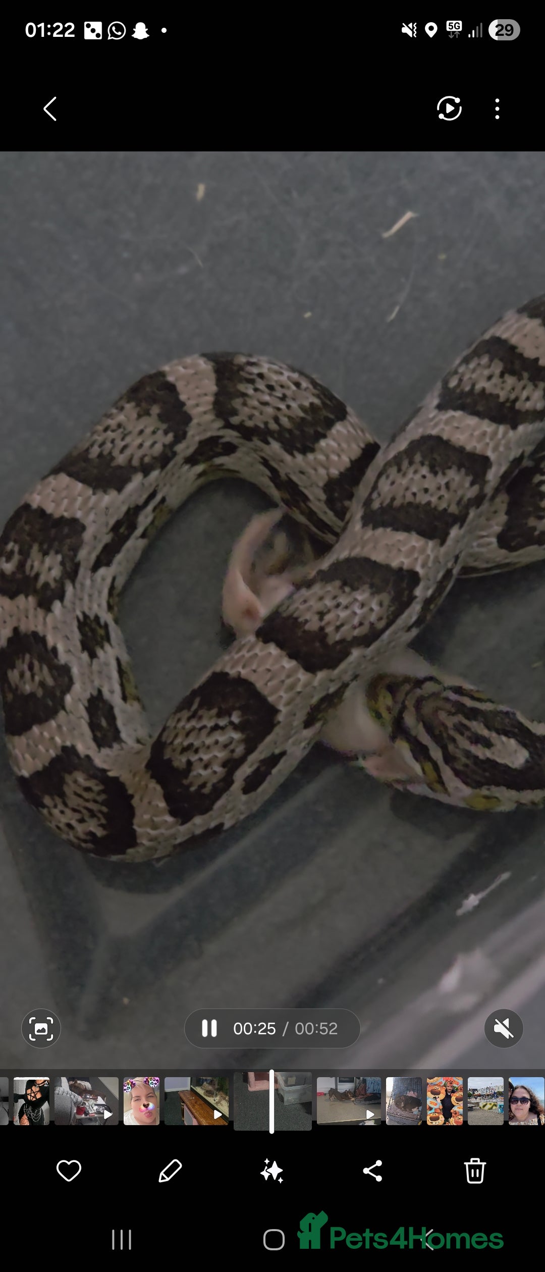 Snake reptiles Cornsnake  - Advert 2