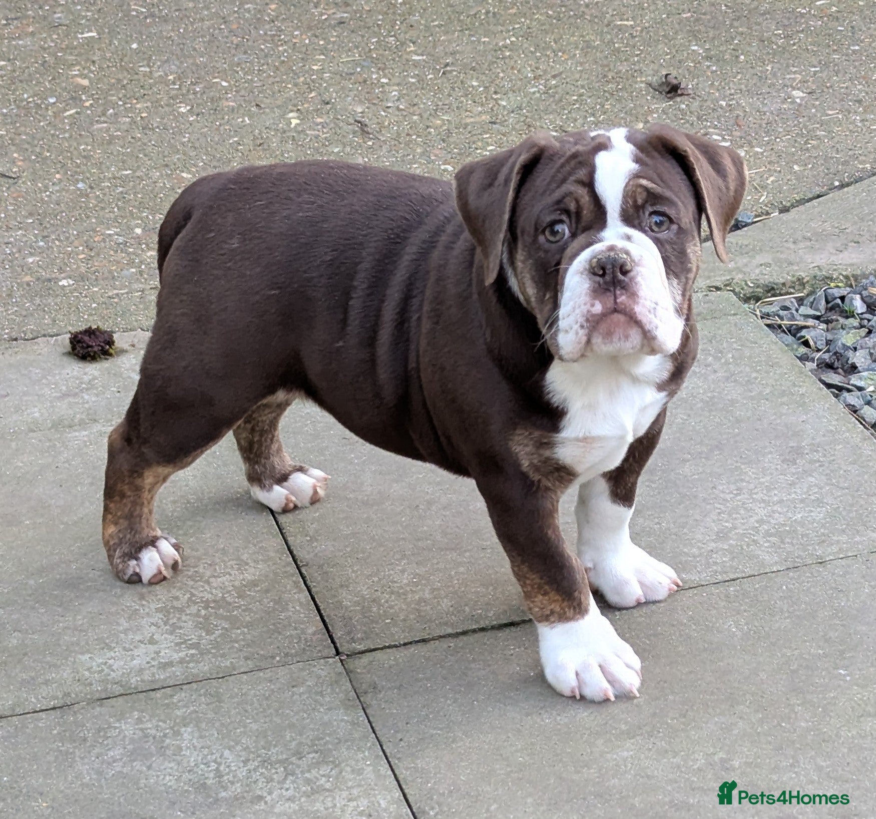 Olde English Bulldogge dogs Olde English bulldog puppies - Advert 3