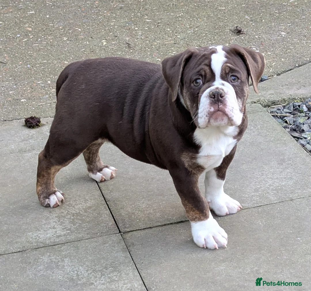 Olde English Bulldogge dogs for sale: Olde English bulldog puppies - Advert 1