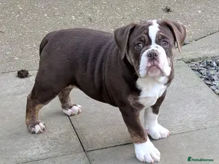 Olde English Bulldogge dogs Olde English bulldog puppies - Advert 3