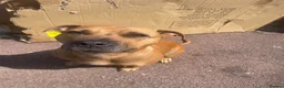 Mixed Breed dogs for sale: Bull whipit in Liverpool - Advert 4