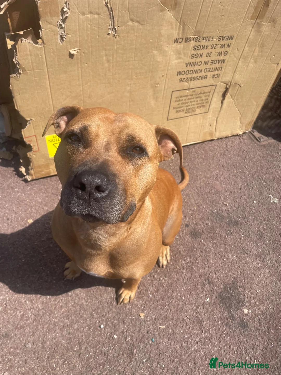 Mixed Breed dogs for sale: Bull whipit in Liverpool - Advert 4