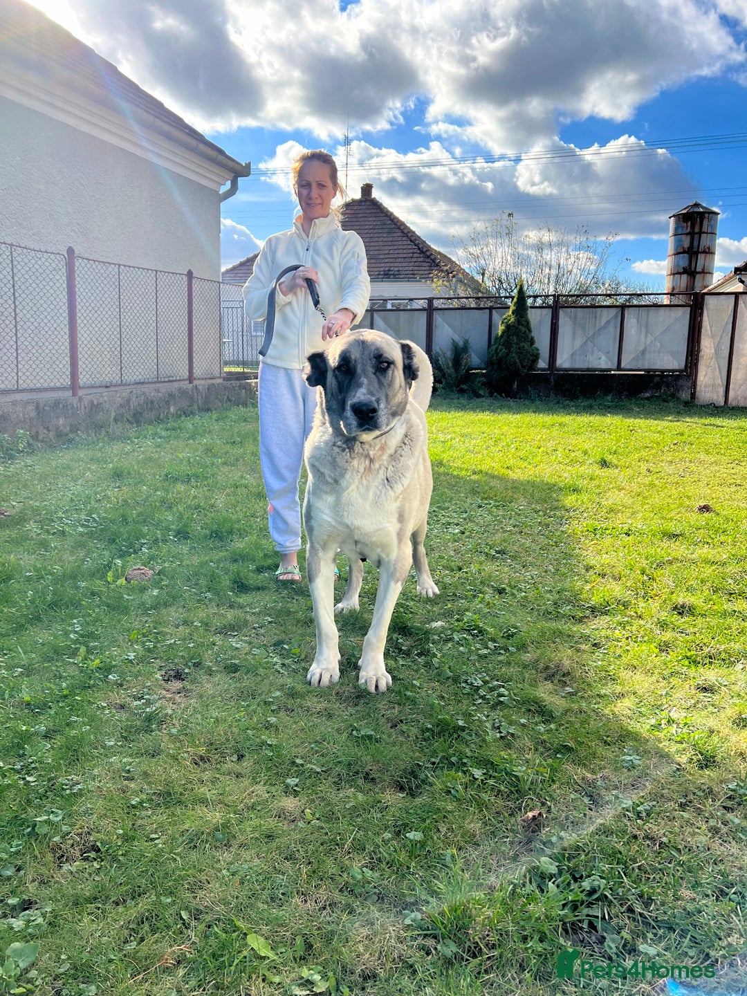 Anatolian Shepherd dogs for sale: Anatolian Shepherd(Malakli) - Advert 18