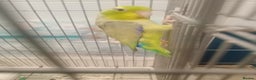 Finches birds for sale: Gouldian finches and parrotlet for sale  - Advert 12