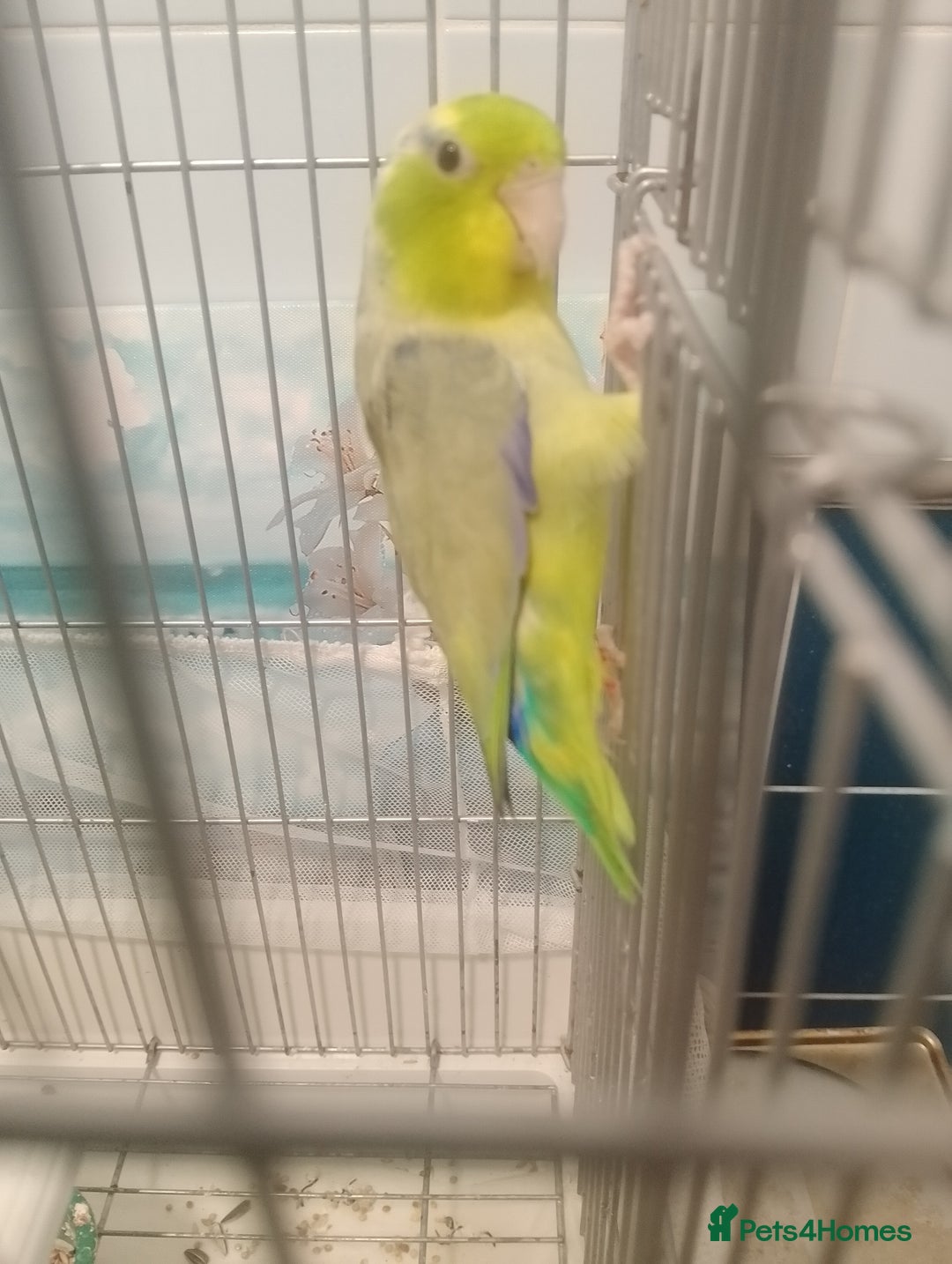Finches birds for sale: Gouldian finches and parrotlet for sale  - Advert 12