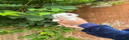 Ragdoll cats for sale: Beautiful Pure Blue Point Ragdoll  - Advert 25
