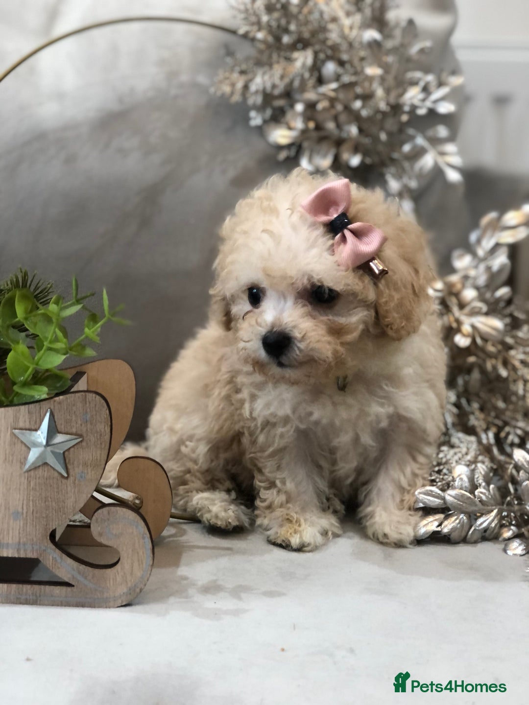 Poochon dogs for sale: Tiny babies ❤️❤️❤️ - Advert 19