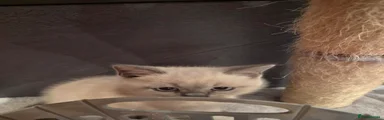 British Shorthair Red