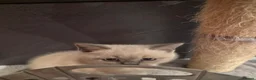 British Shorthair cats for sale: 6 Beautiful BSH Kittens - Advert 14