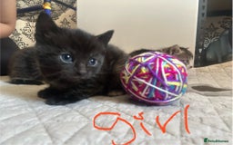 Mixed Breed cats for sale: 3 kitten  - Image 6