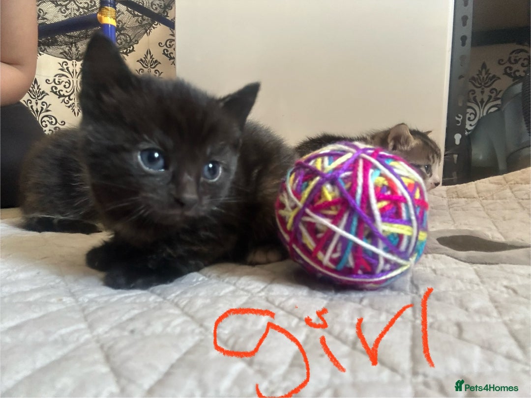 Mixed Breed cats for sale: 3 kitten  - Image 6