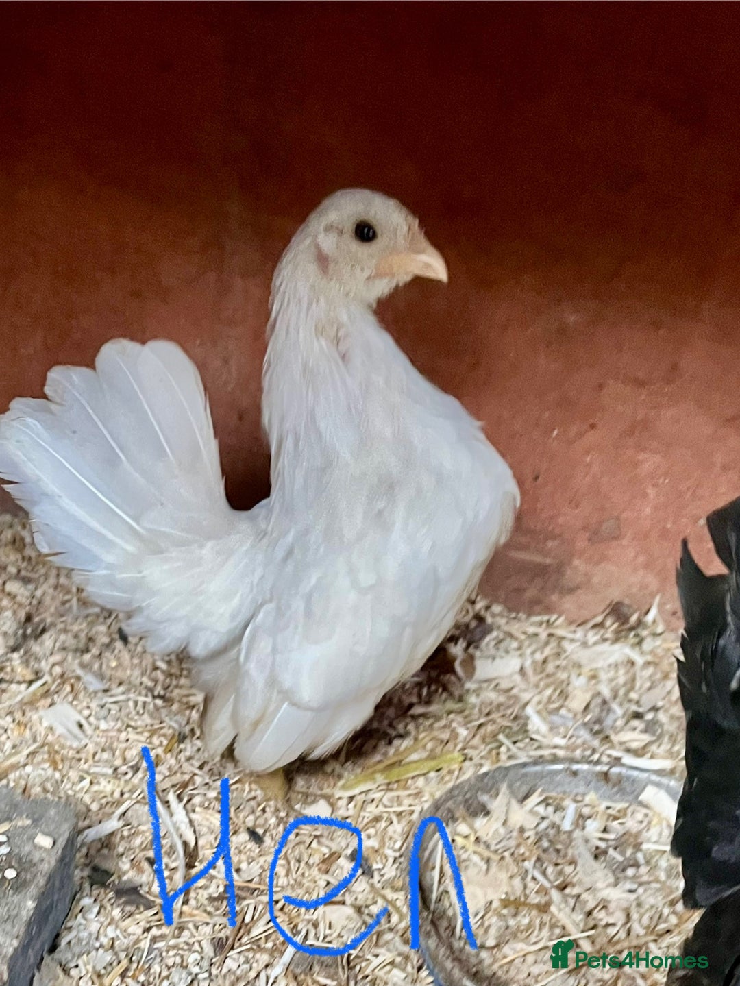 Chickens poultry for sale: Serama chicks from 8 to 20 weeks - Advert 2