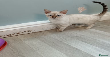 Bengal cats - Advert 6