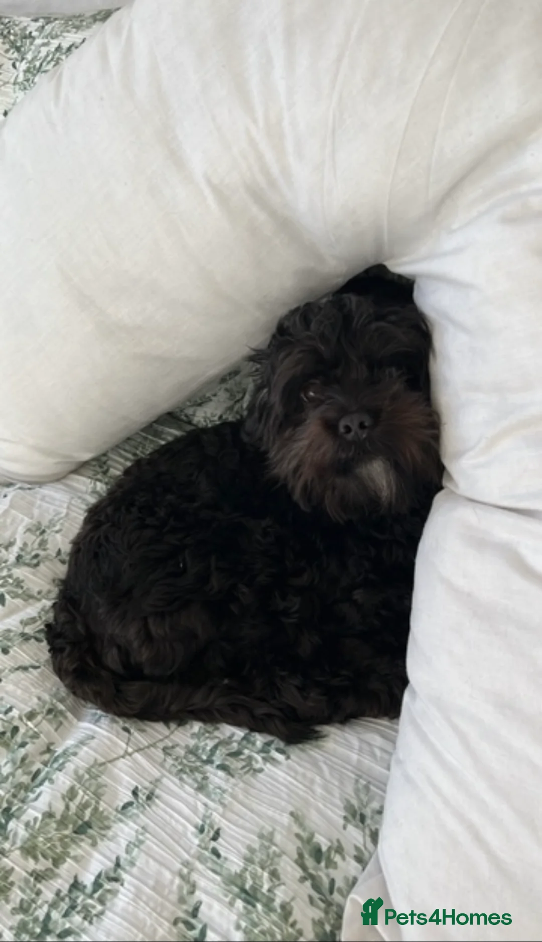 Cavapoo dogs for sale: Cavapoo  - Advert 2