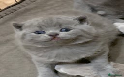 British Shorthair cats for sale: 1 Boy Left-GCCF Pedigr Pure Blue British Shorthair - Image 3