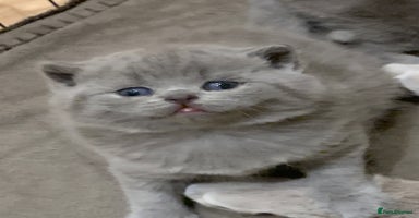 British Shorthair cats - Advert 7