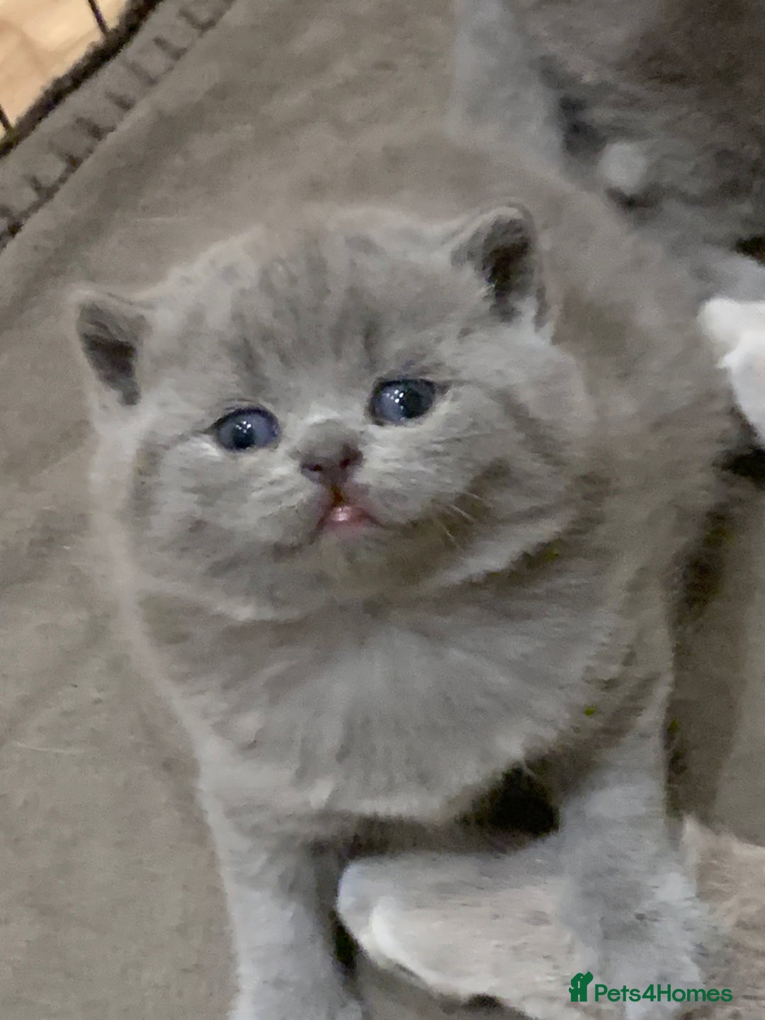 British Shorthair cats for sale: 1 Boy Left-GCCF Pedigr Pure Blue British Shorthair - Image 3