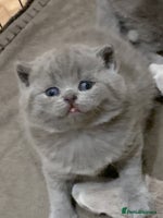 British Shorthair cats - Advert 14