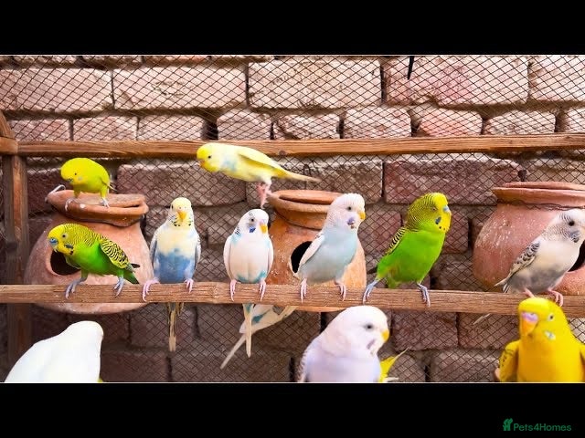 Budgerigars birds Budgies  - Advert 1