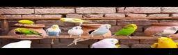 Budgerigars birds for sale: Budgies  in London - Advert 1